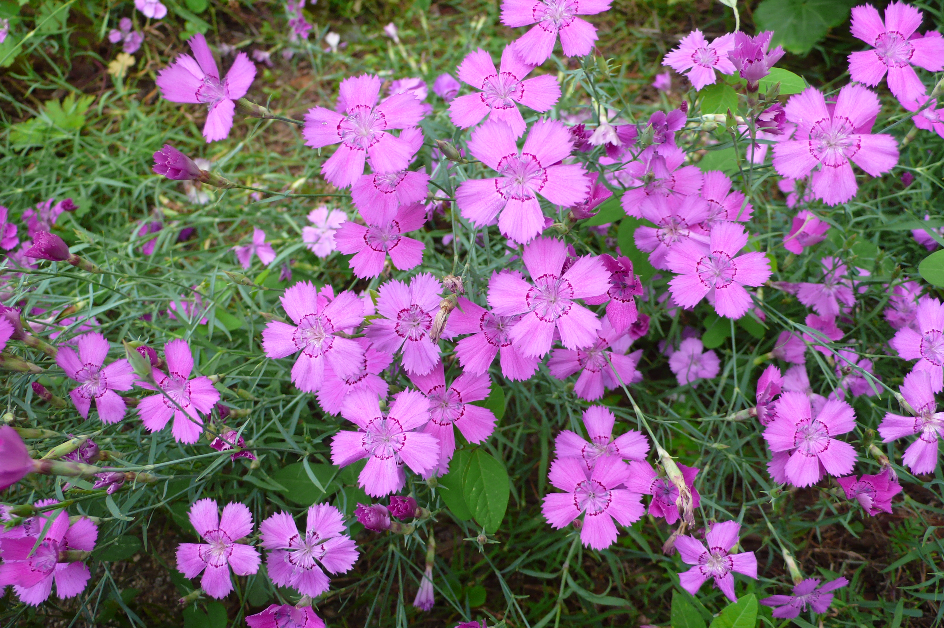 Dianthus carthusianorum
